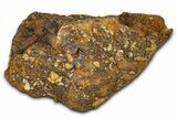 Dinosaur (Triceratops) Frill Shield Section - Montana #373874-1